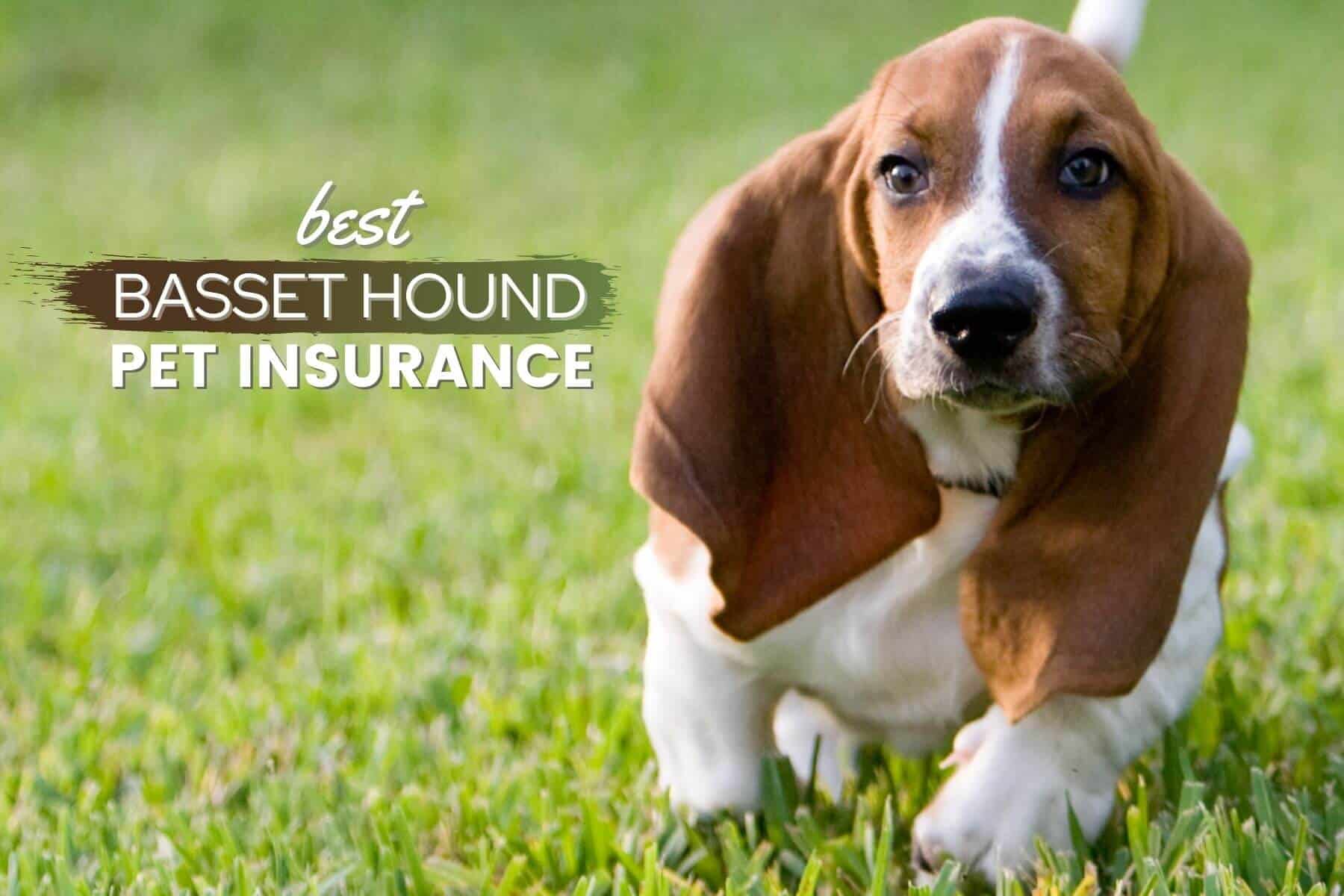 Basset Hound Pet Insurance