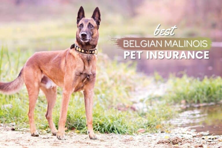 Best Pet Insurance By Belgian Malinois: Cost, Quotes & FAQs
