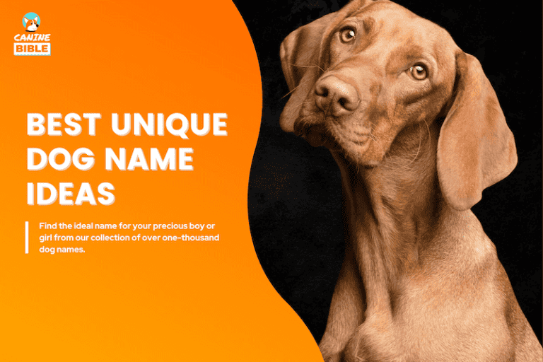 1000+ Unique Dog Names For Boys & Girls 2024