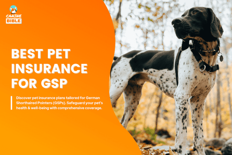 Best Pet Insurance For German Shorthaired Pointers (GSPs)