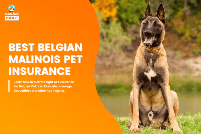 Best Pet Insurance Plans For Belgian Shepherd Malinois