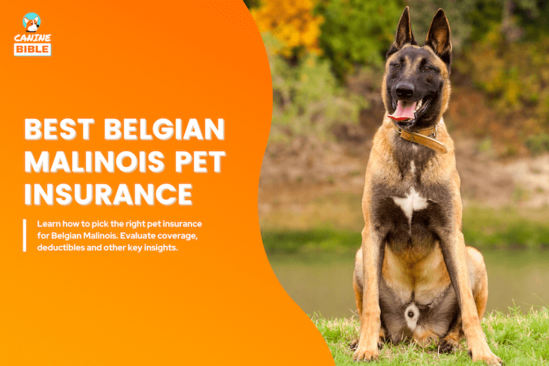 Belgian Malinois Pet Insurance