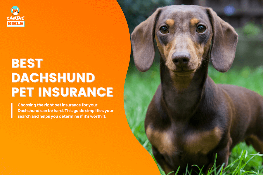 dachshund pet insurance