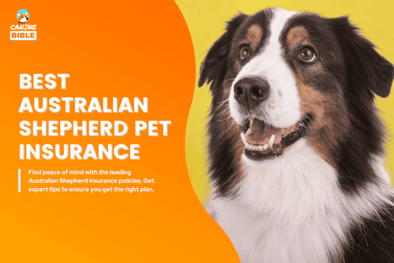 Best Pet Insurance For Australian Shephers 2024  — Ultimate Guide
