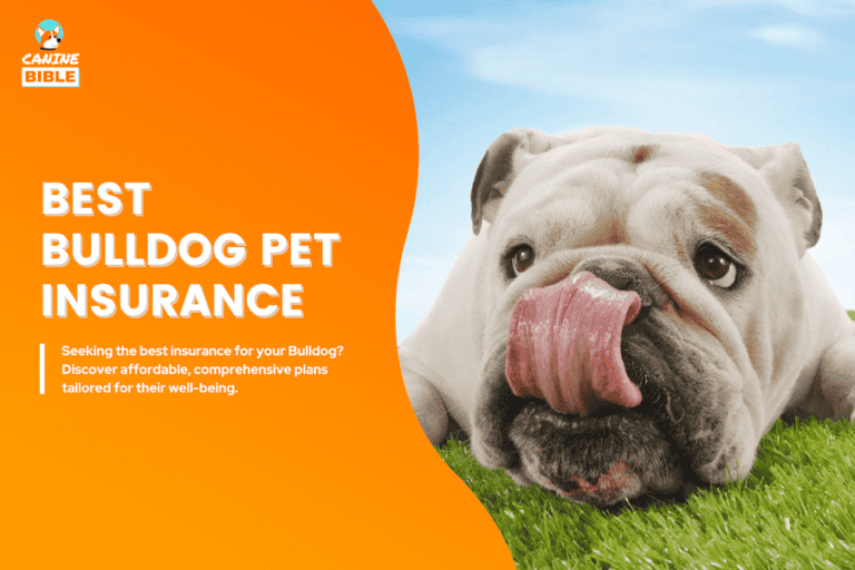 Best Pet Insurance For Bulldogs 2024: Worth The Cost?