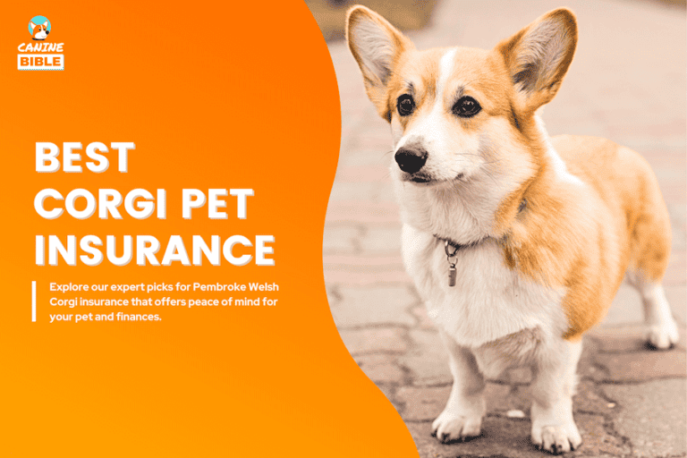 Best Pet Insurance For Corgis [2024]: Cost, Quotes & Plans