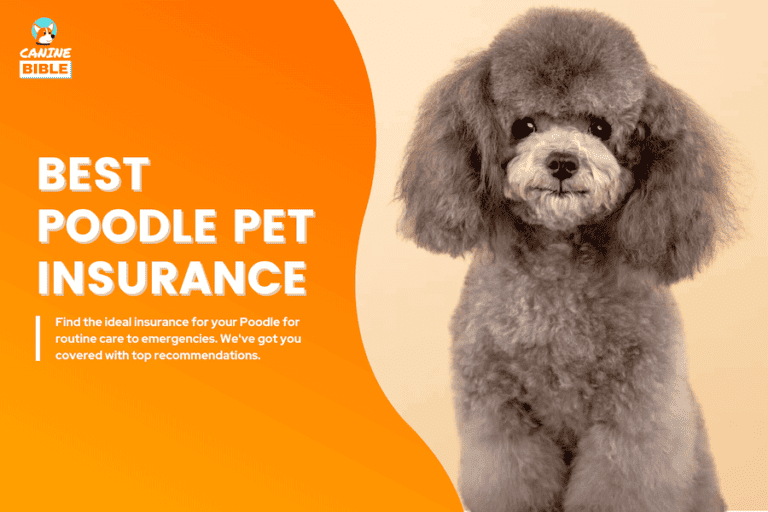 Best Pet Insurance For Poodles 2024