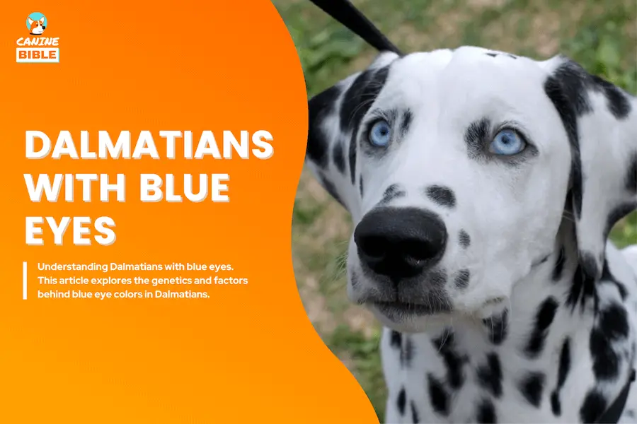 Dalmatians With Blue Eyes