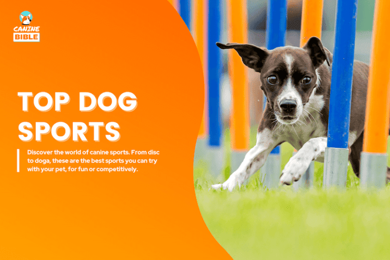 Top 15 Dog Sports: Canine Sports & Activities Fido Can Try
