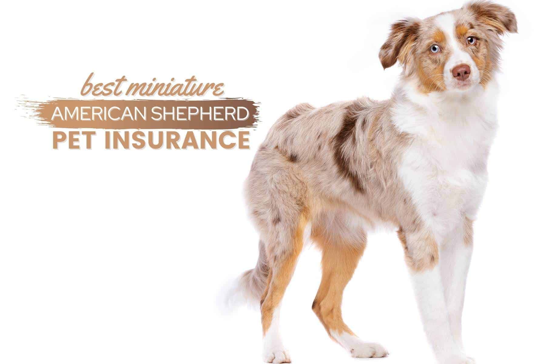 miniature american shepherd pet insurance