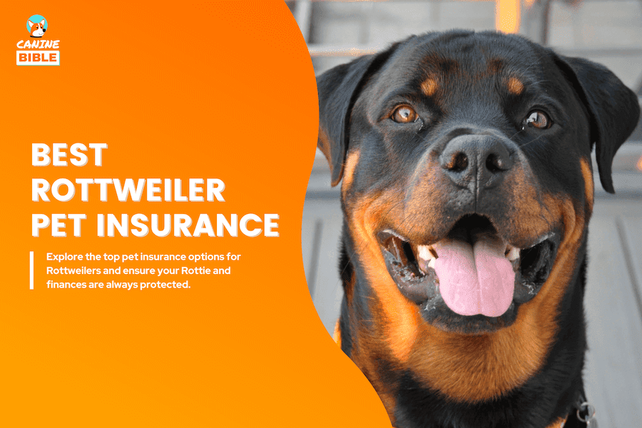 rottweiler pet insurance