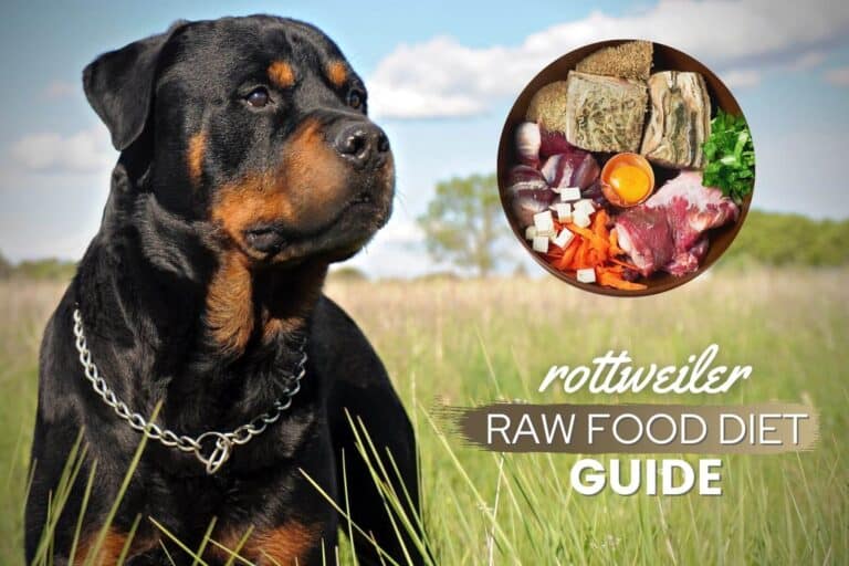 Raw Dog Food Diet For Rottweilers: Recipes, Benefits & FAQs