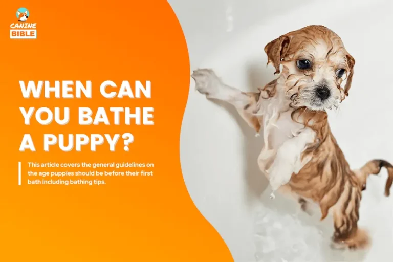 When Can You Bathe A Puppy: How Old For First Bath?