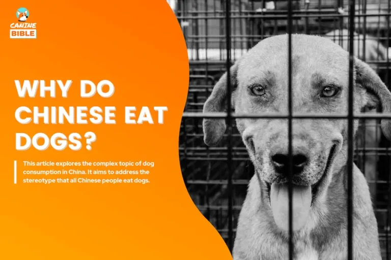 Do People In China Eat Dogs? Why Do Chinese Eat Dogs?