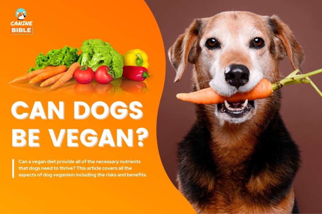 can dogs be vegan