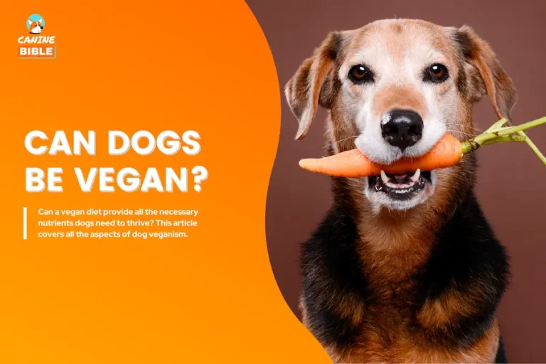 can dogs be vegan