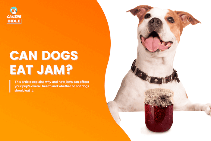 Can Dogs Eat Jam? Bad or Good For Dogs? (The Research)