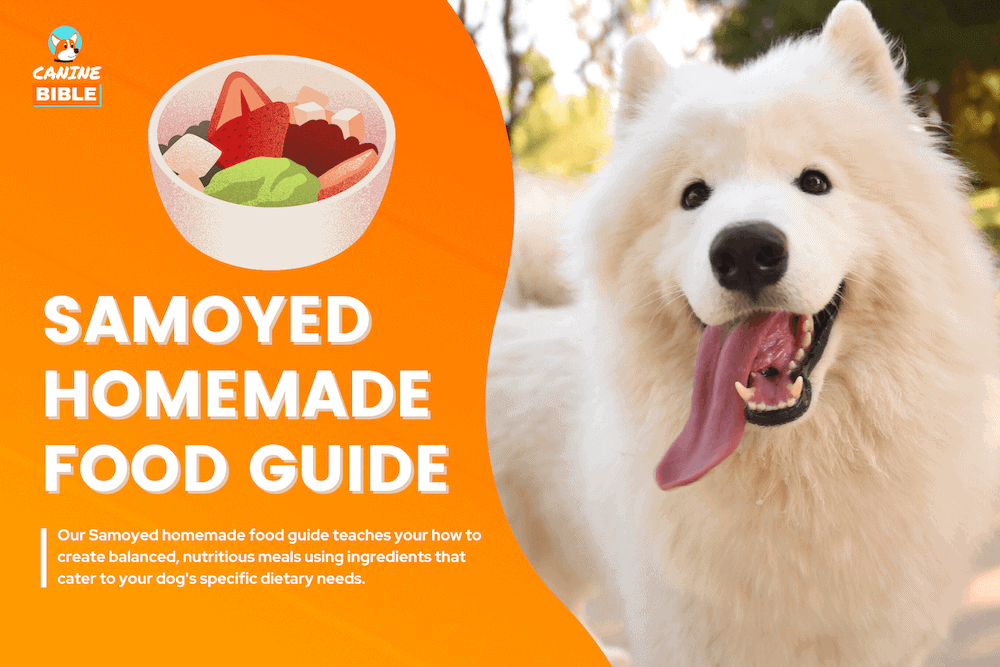 samoyed homemade dog food