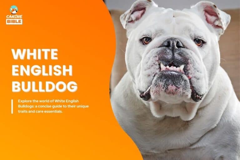 white english bulldog
