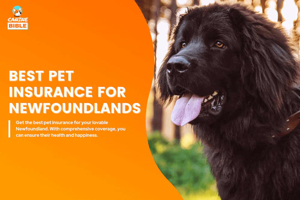 Best Pet Insurance For Newfoundlands: Cost, Quotes & FAQs - Canine Bible