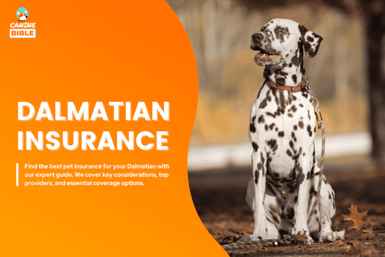 Dalmatian pet insurance
