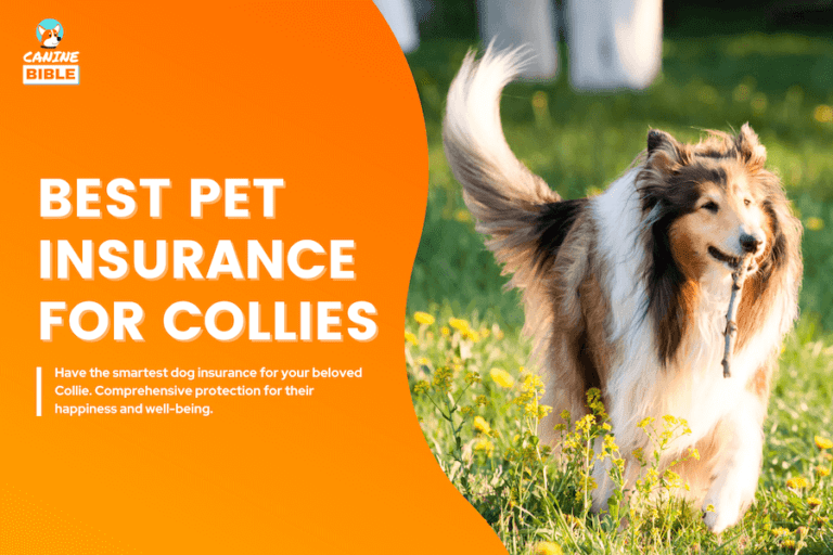 Best Pet Insurance For Collies: Cost, Quotes & FAQs