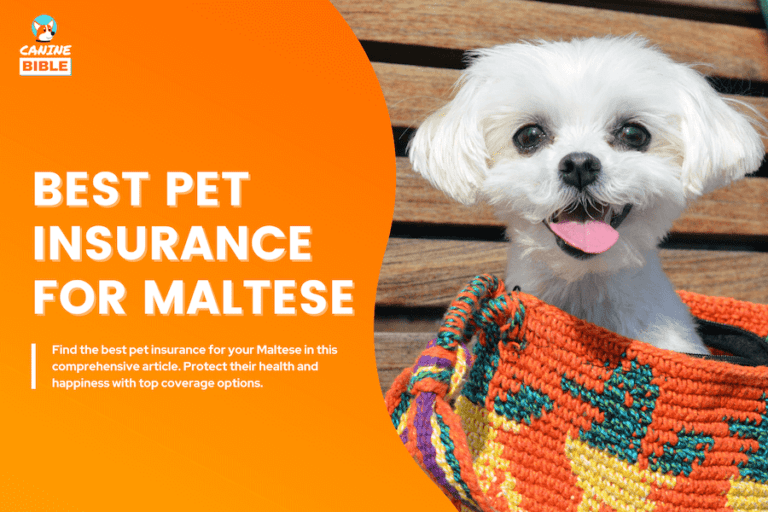 Best Pet Insurance For Maltese: Cost, Quotes & FAQs