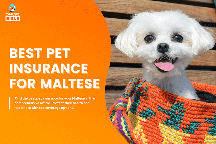 Best Pet Insurance For Maltese