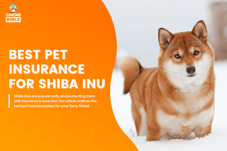 Best Pet Insurance For Shiba Inu: Cost, Quotes & FAQs