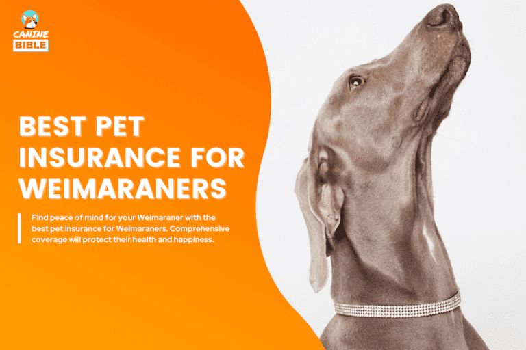 Best Pet Insurance For Weimaraners: Cost, Quotes & FAQs