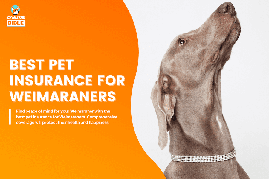 Best Pet Insurance For Weimaraners