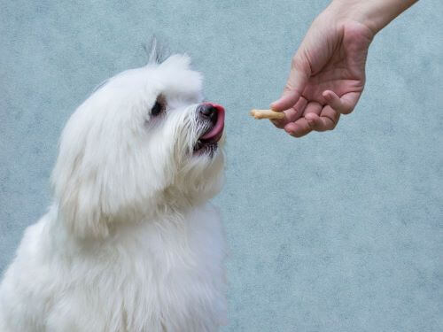 best vegan dog treats chapter 1