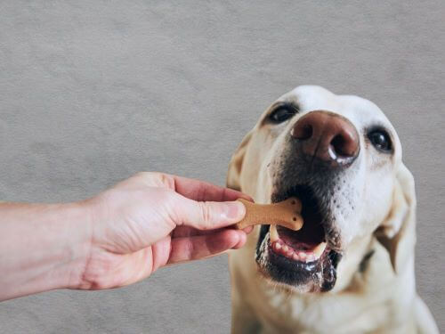 best vegan dog treats chapter 2