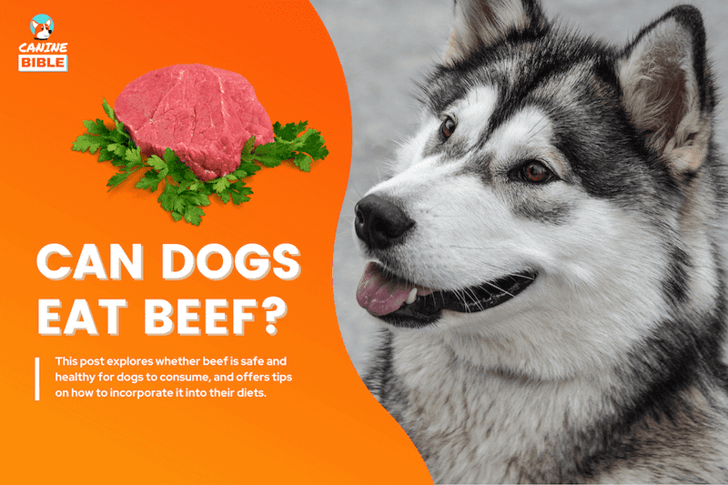 can dogs eat beef