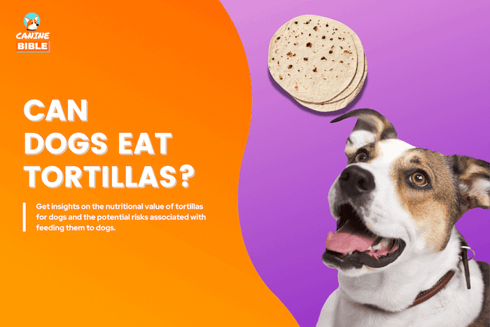 Can Dogs Eat Tortillas? Are They Good or Bad? (Flour vs Corn vs Chips)