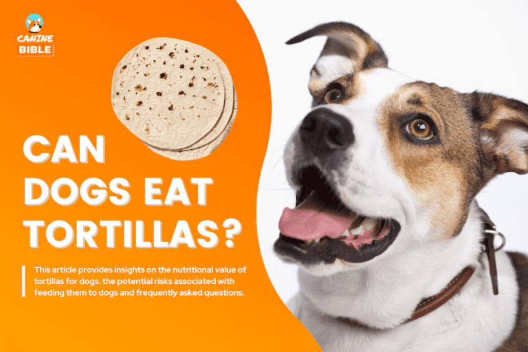 Can Dogs Eat Tortillas? Are They Good or Bad For Dogs? (Flour vs Corn vs Chips)