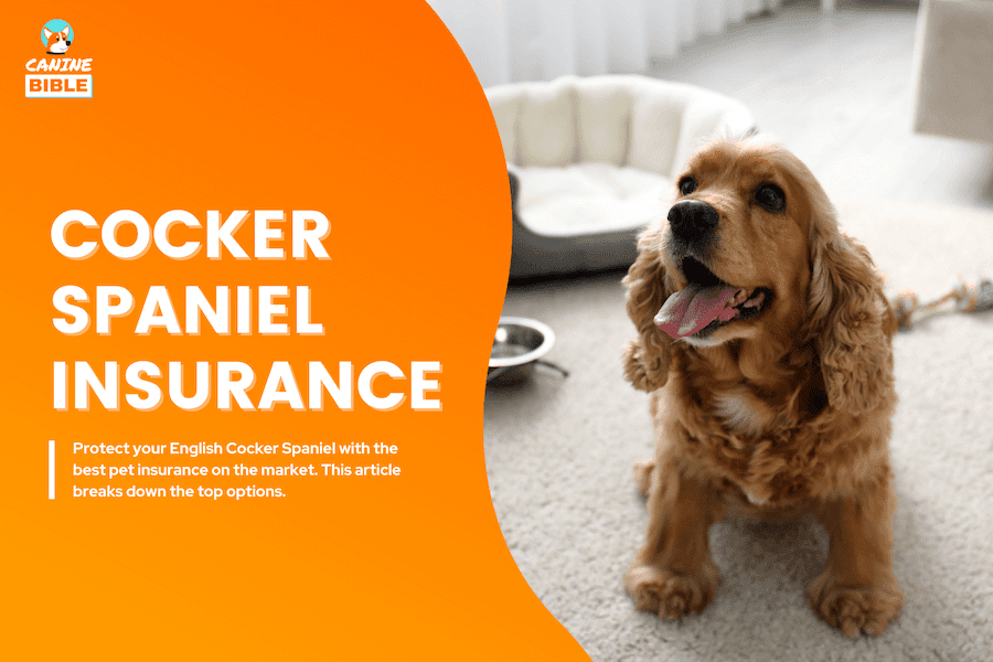 best cocker spaniel pet insurance