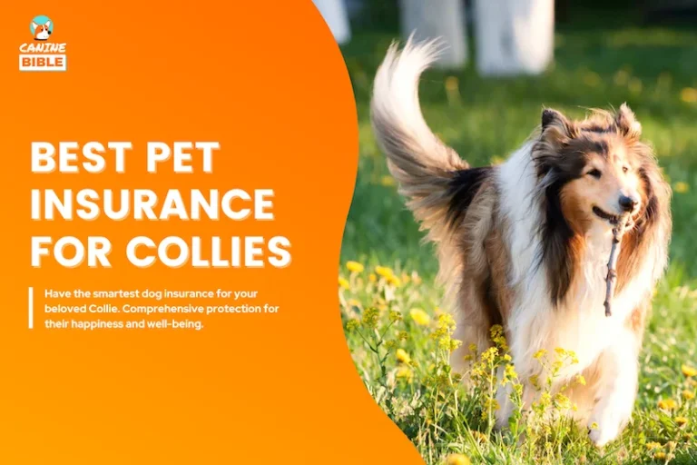 Best Pet Insurance For Collies