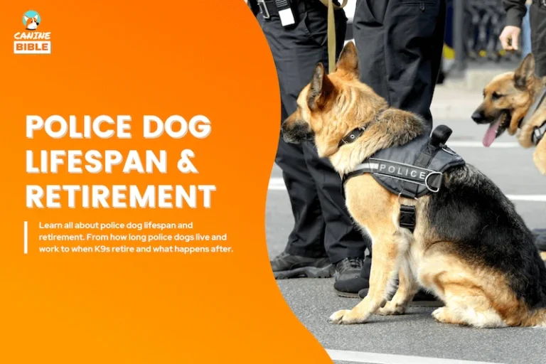 Police Dog Lifespan: How Long K9s Work, Live & Retirement Age?