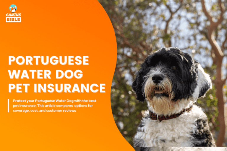 Top Pet Insurance Plans For Portuguese Water Dogs