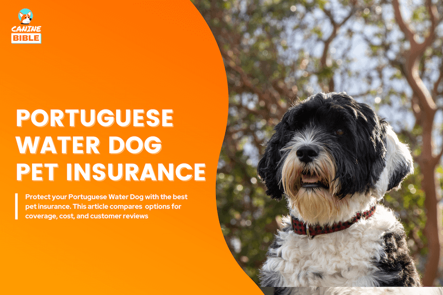 Portuguese water dog pet insurance