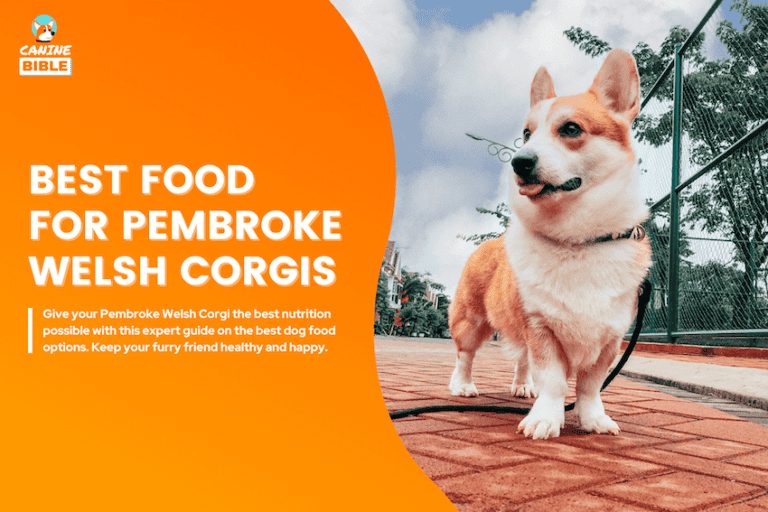 best dog food for pembroke welsh corgis