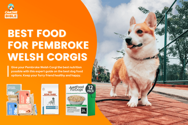 Best Dog Food For Pembroke Welsh Corgis 2023 — Reviews & Top Picks