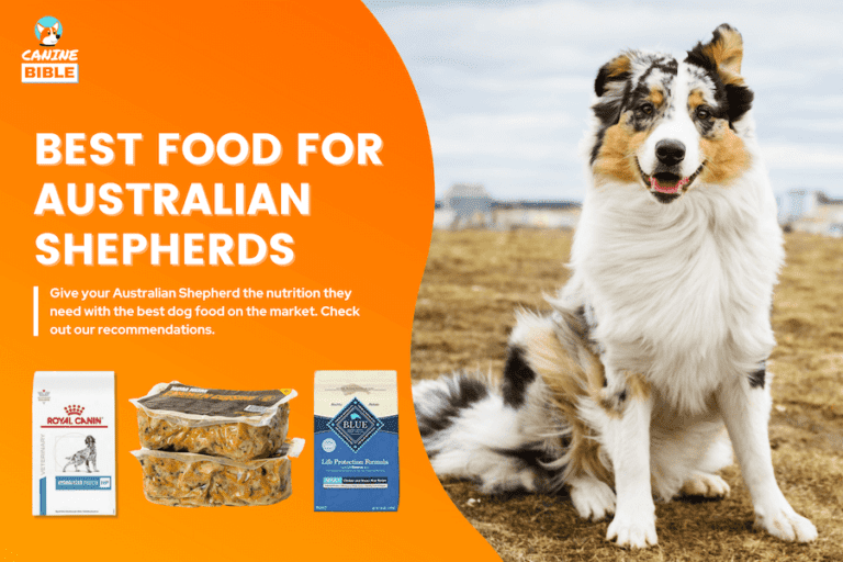 Best Dog Food For Australian Shepherds —According To Experts [2023]