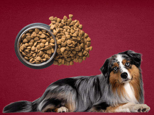 best dog food for Australian Shepherds Chapter 3