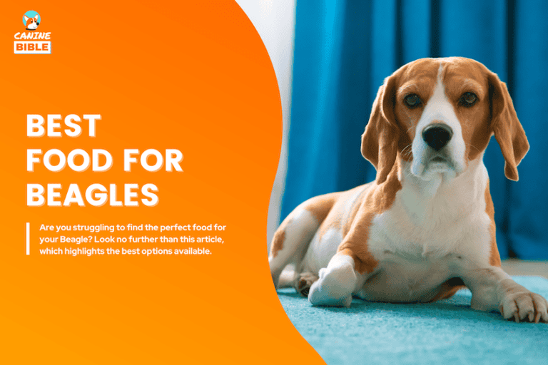 best dog food for beagles