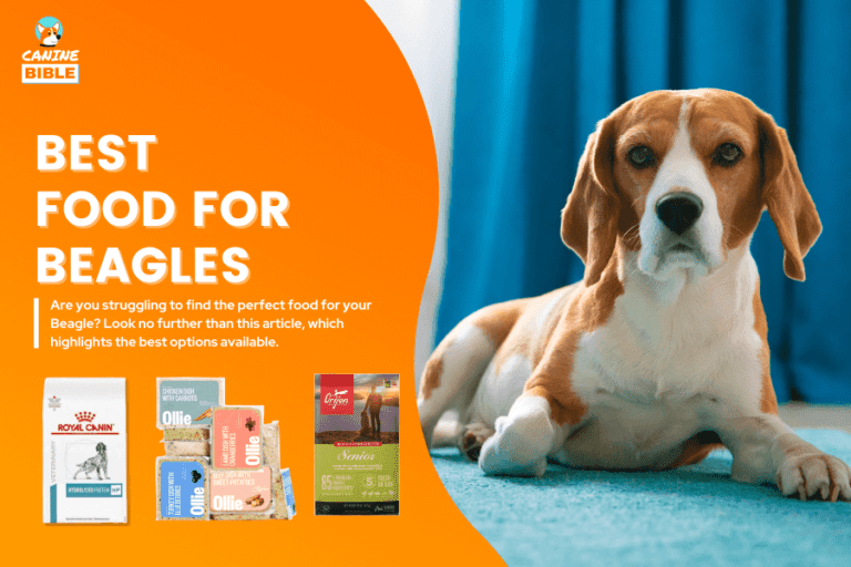 Best Dog Food For Beagles 2024: Adult, Puppies, Senior, Allergies, Skin & More
