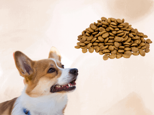 best dog food for corgis Chapter 2