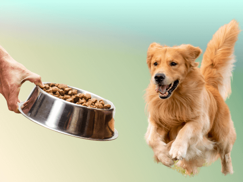best dog food for golden retrievers chapter 2