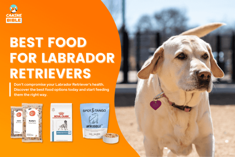 Best Dog Food For Labrador Retrievers: A Complete Guide